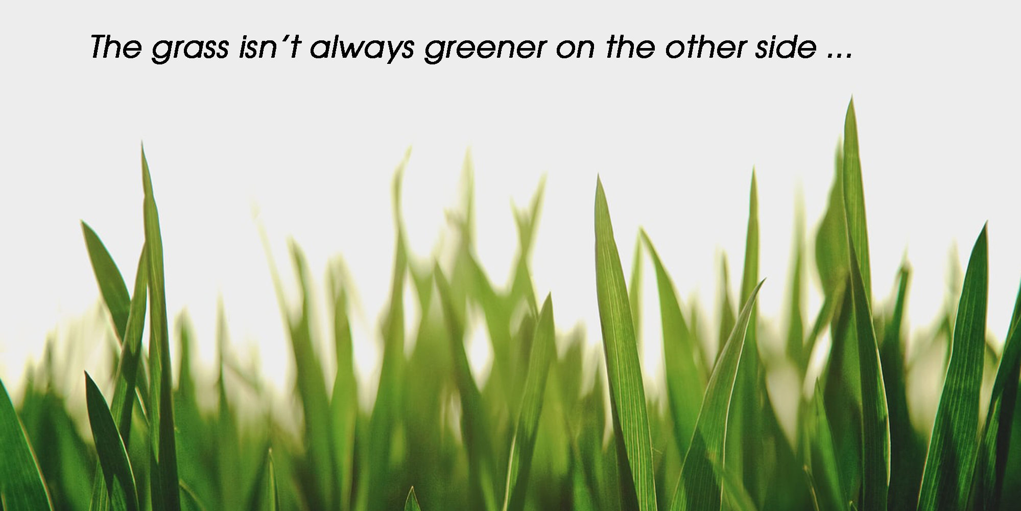 the grass isn’t always greener Elizabeth Jane Hilton